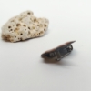 Nyuszi kitűző, Barna - Thumbnail Image 2